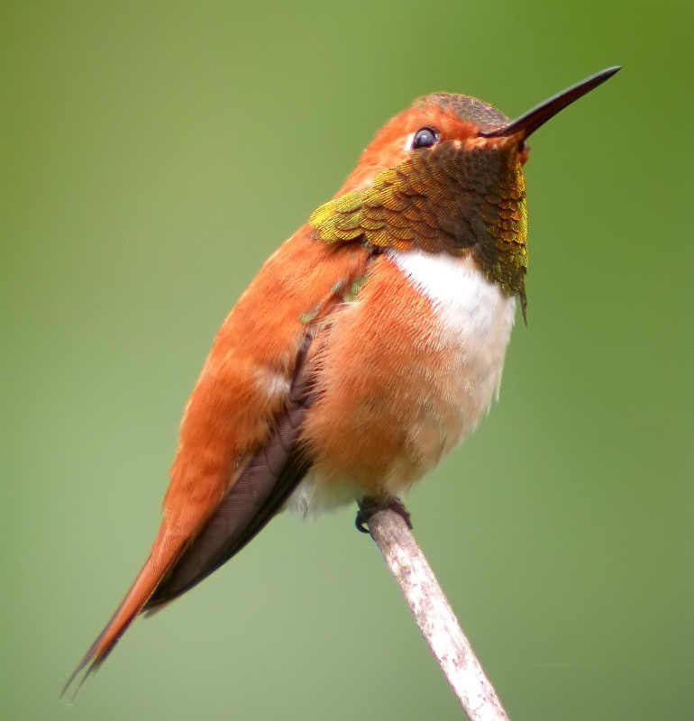 Rufous Hummingbird