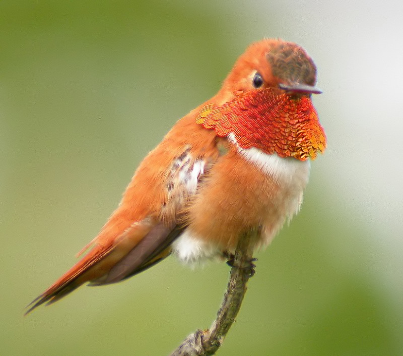 Rufous Hummingbird