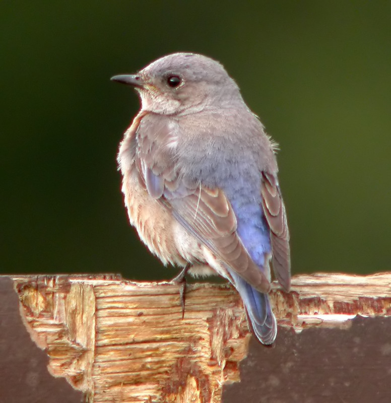 Western Bluebird