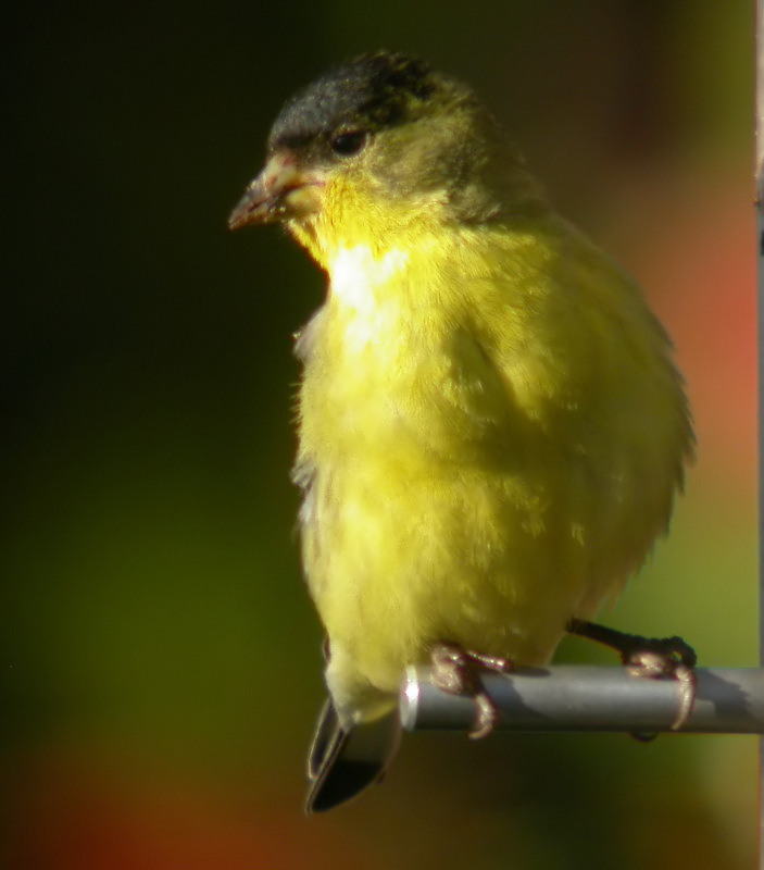 Lesser Goldfinch