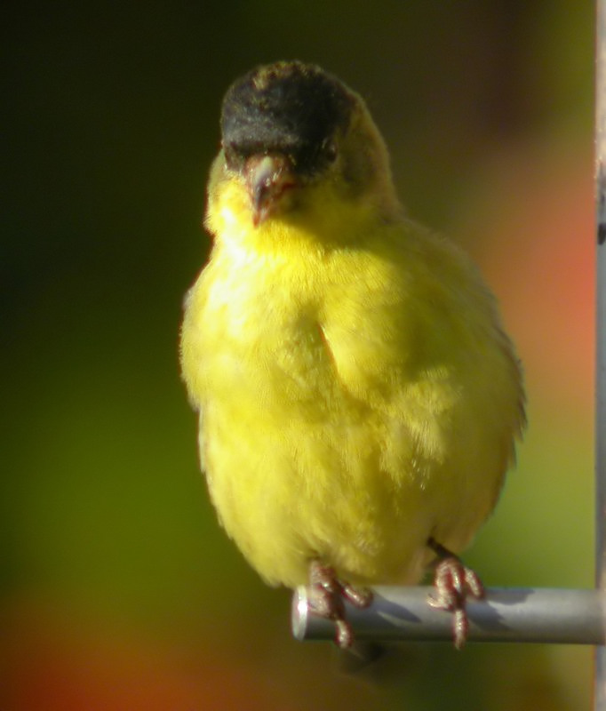 Lesser Goldfinch