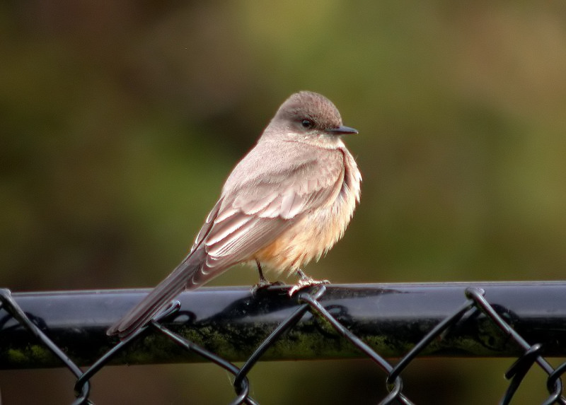 Say's Phoebe