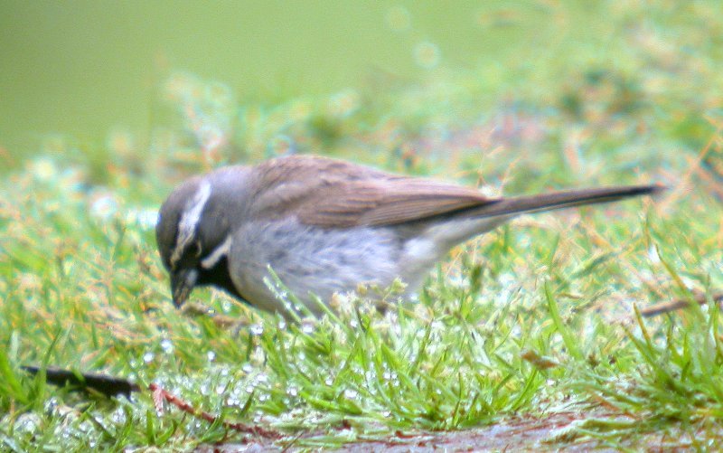 Black-throated Sparrow