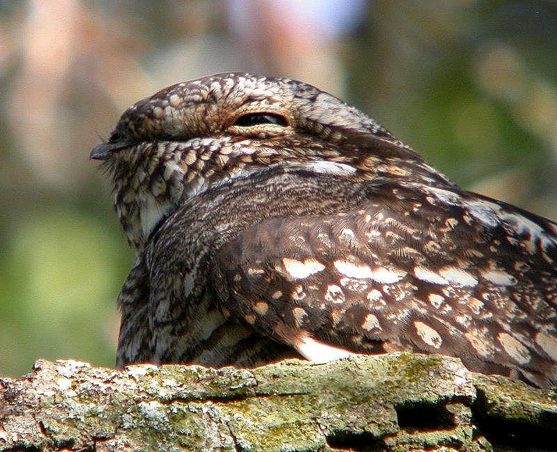 Lesser Nighthawk