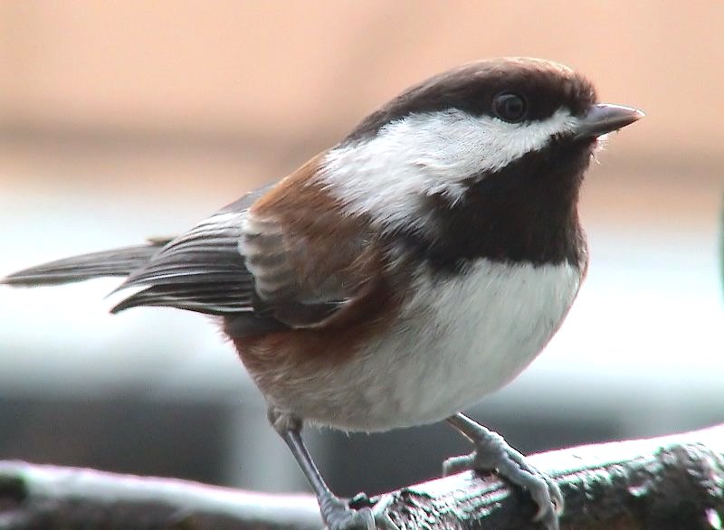 Chestnut-backed Chickadee