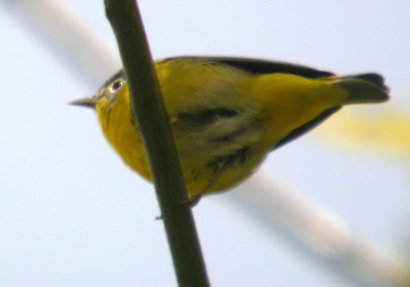 Nashville Warbler