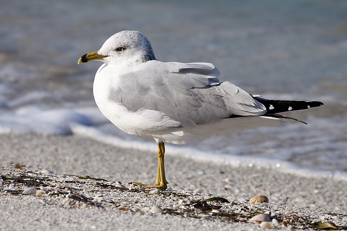 Herring Gull 1