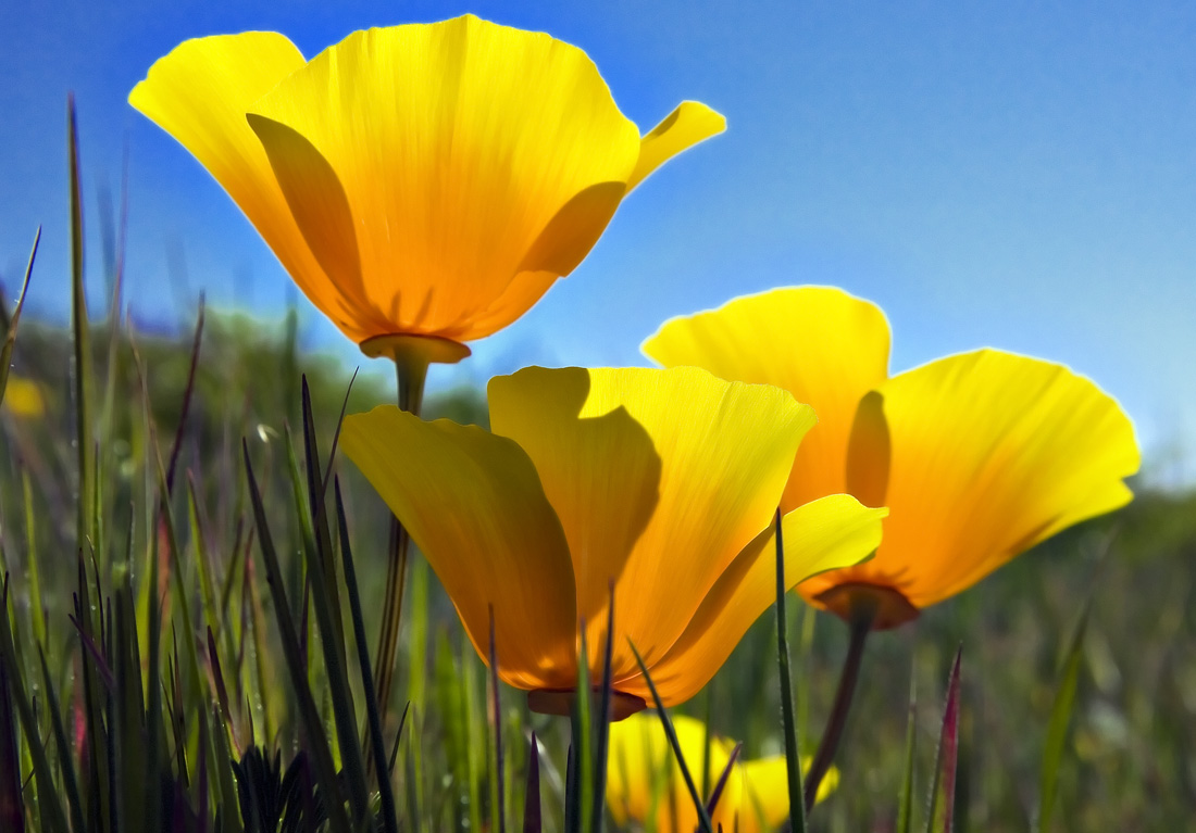 Coastal California Poppies