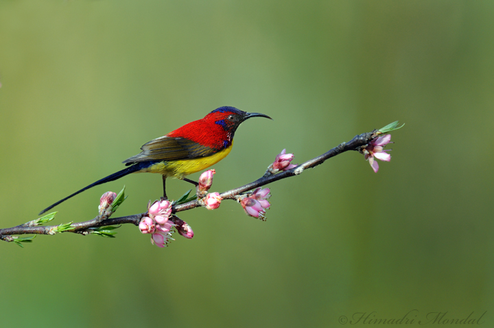 Mrs Goulds Sunbird