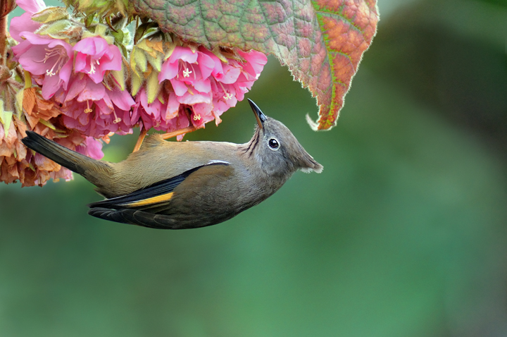 Striped Throated Yuhina