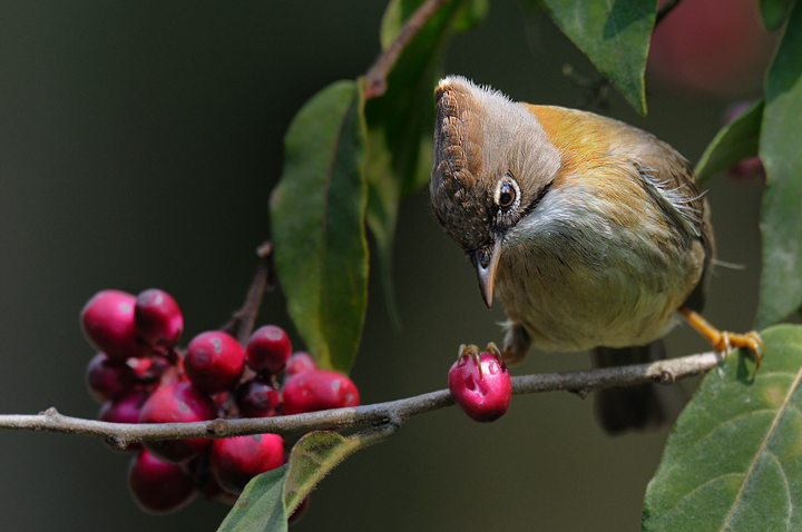  Whiskered Yuhina