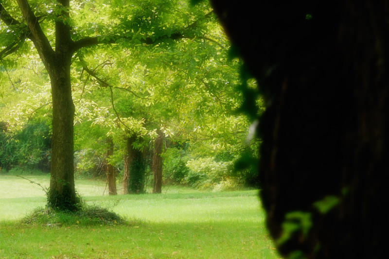A quiet glade