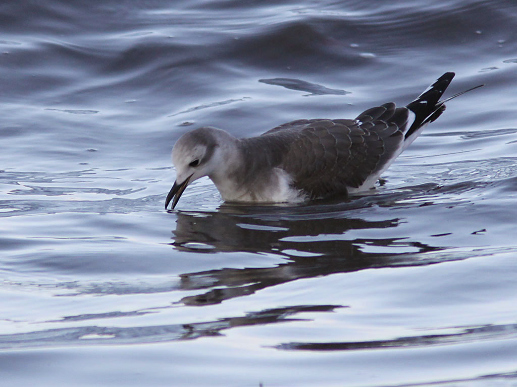 Trnms - Sabines Gull (Xema sabini)
