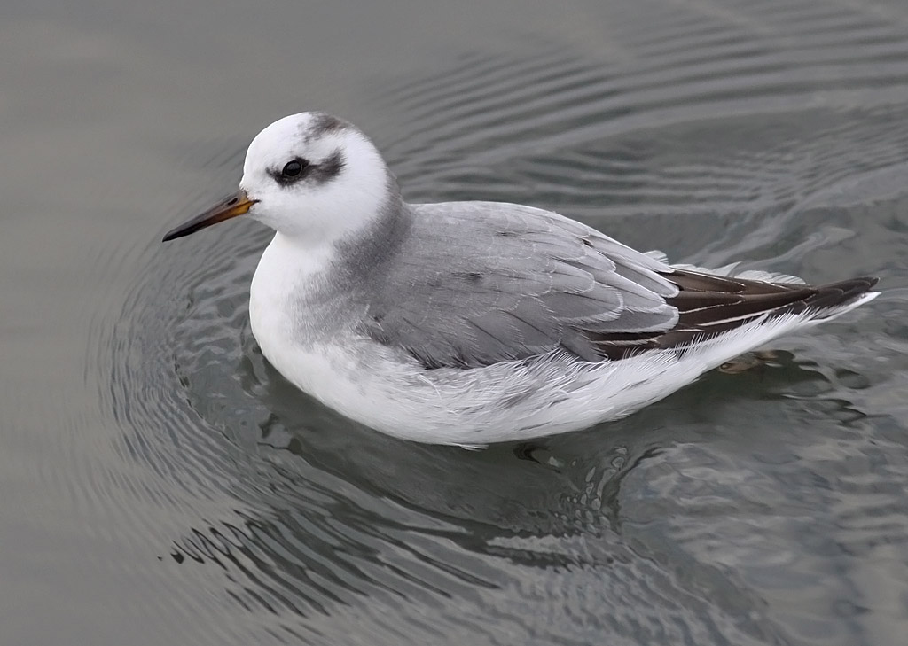 Brednbbad simsnppa - Grey Phalarope (Phalaropus fulicarius)