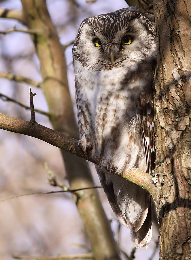 Prluggla - Tengmalms Owl (Aegolius funereus)
