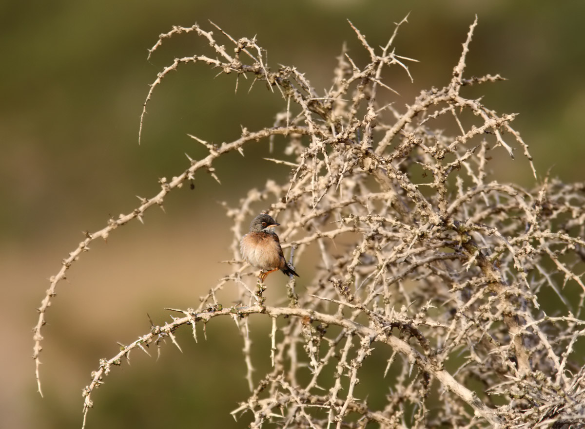 Glasgonsngare -Spectacled Warbler (Sylvia conspicillata)