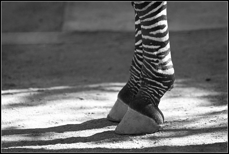 Zebra Feet