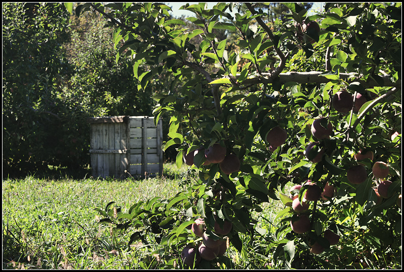 Apples II