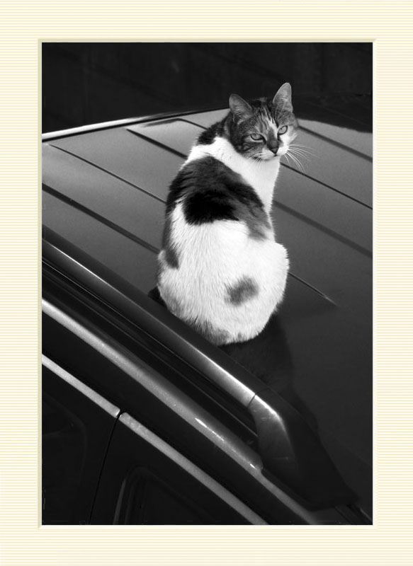 El Gato