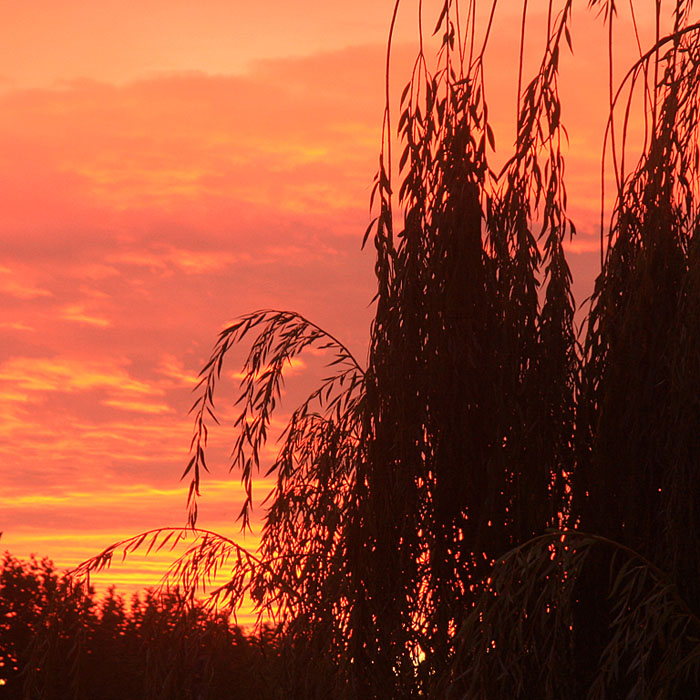 Petit matin