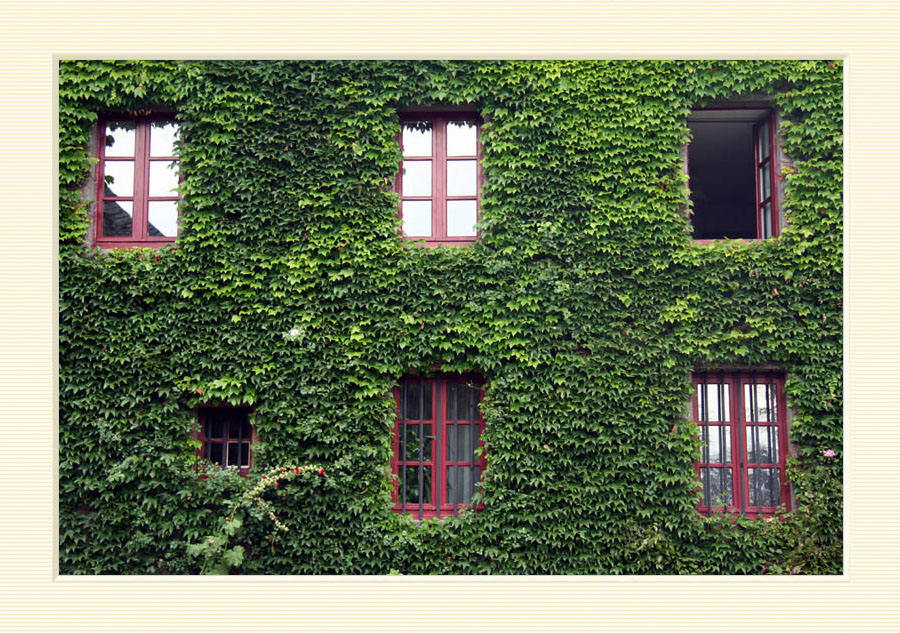 Fenetres au lierre
