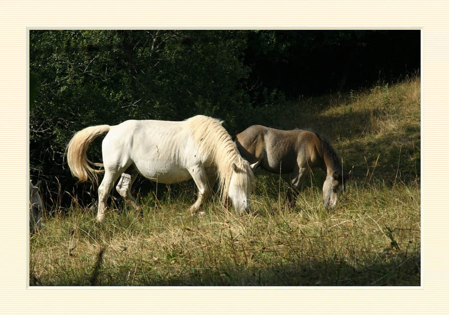 Horses