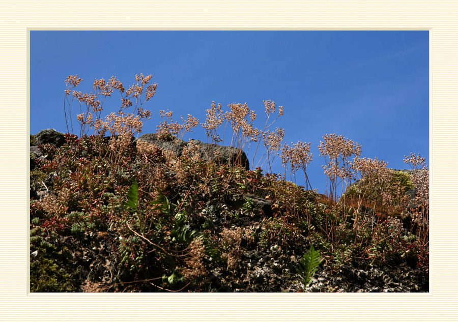 Herbes libres