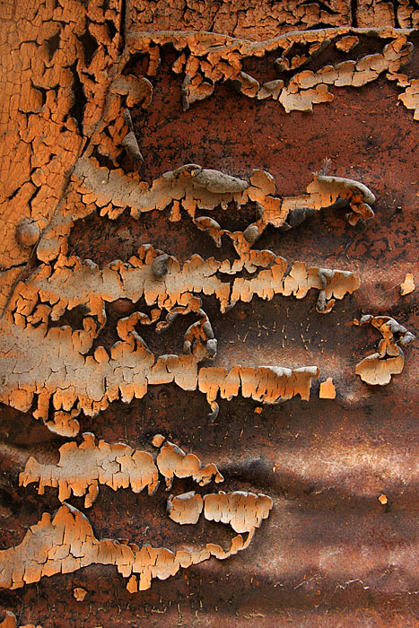 Texture en fougre