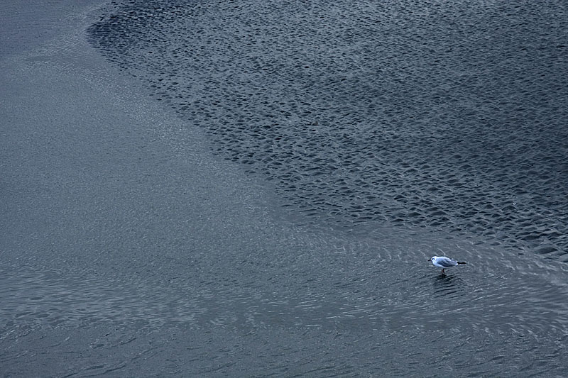 Mouette indcise