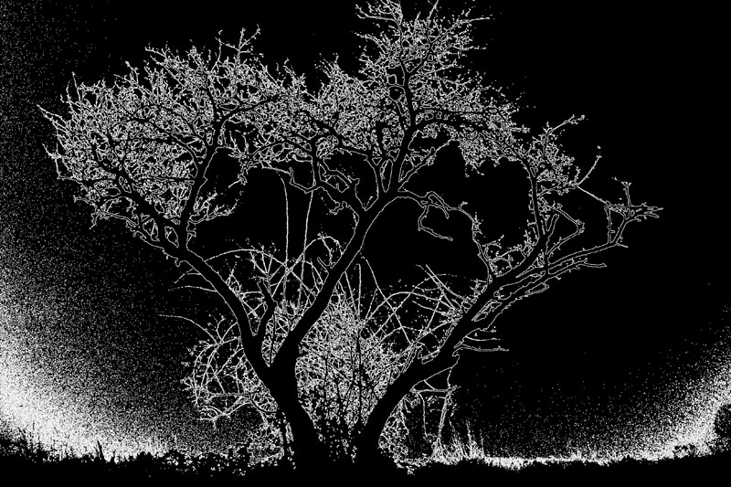 Arbre solitaire