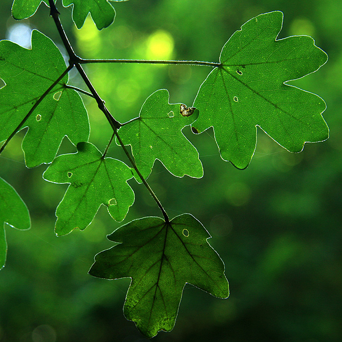 Natural solarisation