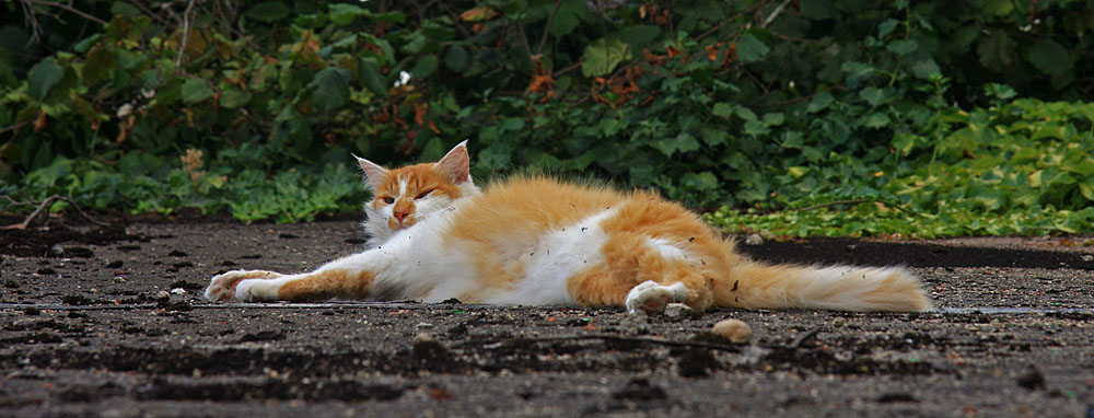 Le Roi Chat Faineant