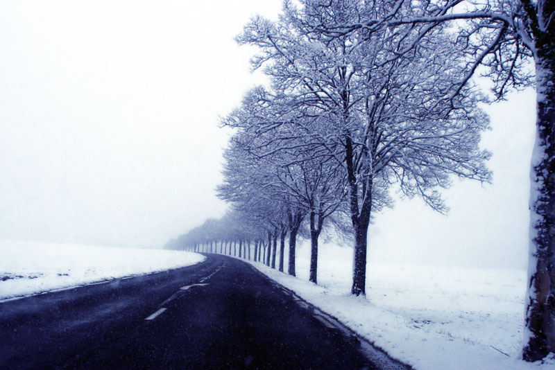 Arbres   Neige