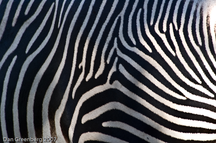 Zebra Abstract #2 - Denver Zoo