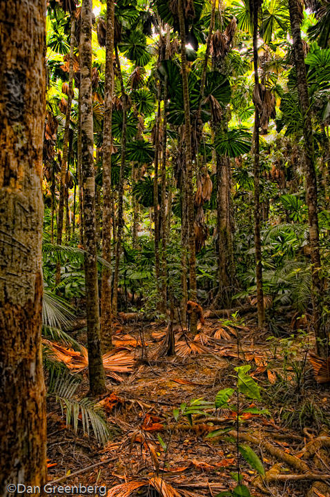 Daintree Rain Forest Ferns