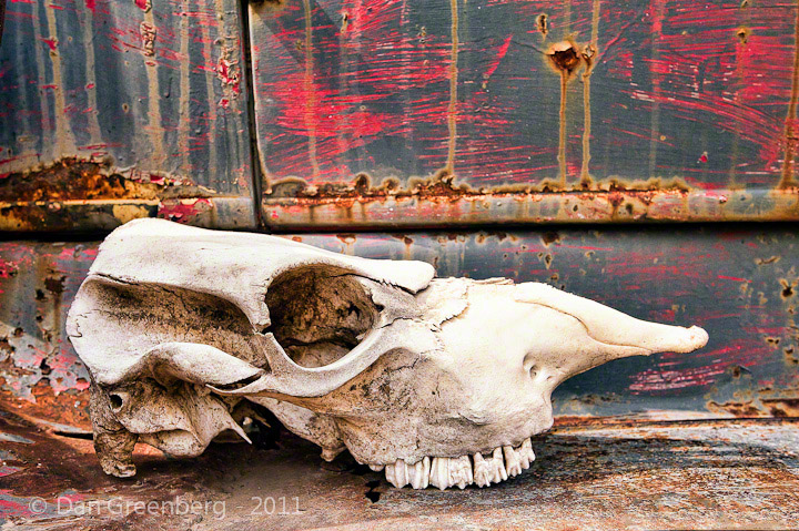 Cattle Skull on Rusty Running Board