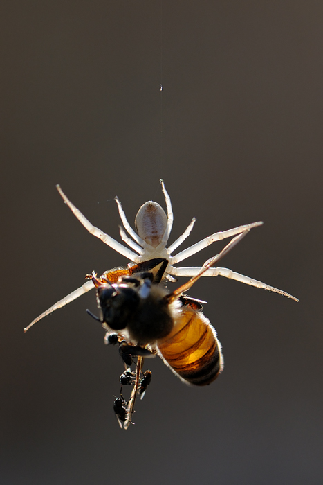 <h5>Crab Spider and Bee - סרטביש ודבורה</h5>