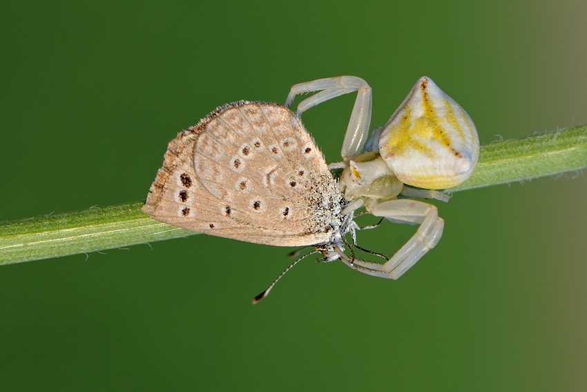 <h5>Crab Spider and Blue - סרטביש וכחליל</h5>
