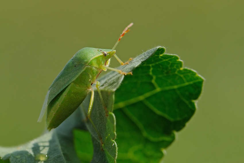 <h5>Green stink Bug - תריסית ירוקה -<i>Nezara viridula<i></h5>