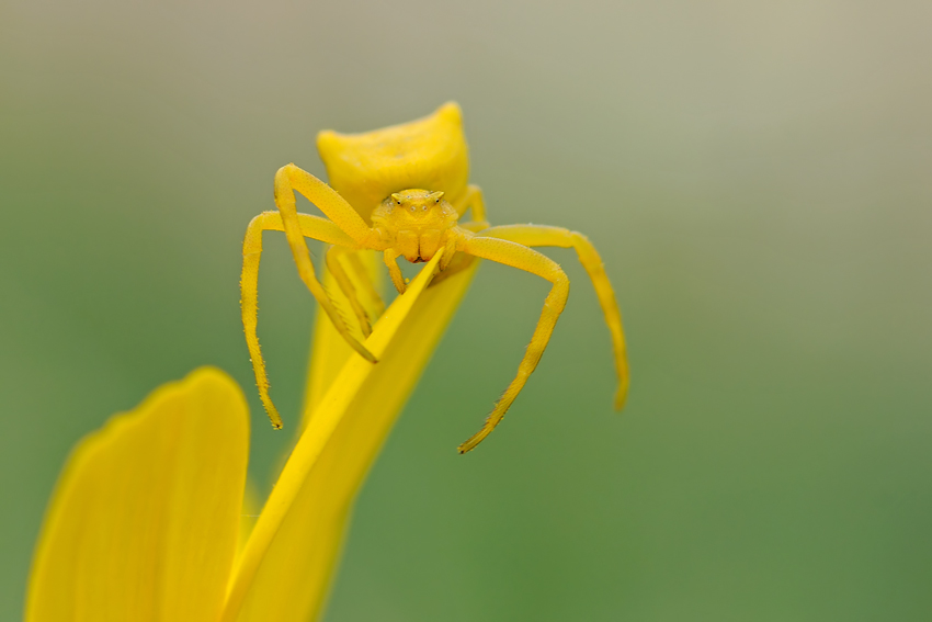 <h5>Crab Spider - סרטביש</h5>