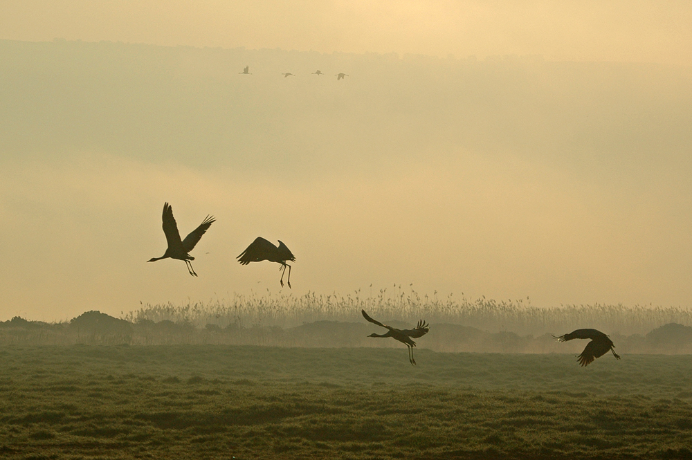 <h5>Cranse in the mist - עגורים בערפל</h5>