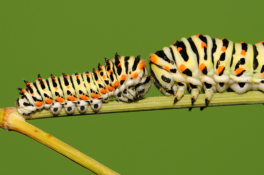 <h5>Old World Swallowtail - זנב-סנונית - <i>Papilio machaon<i></h5>
