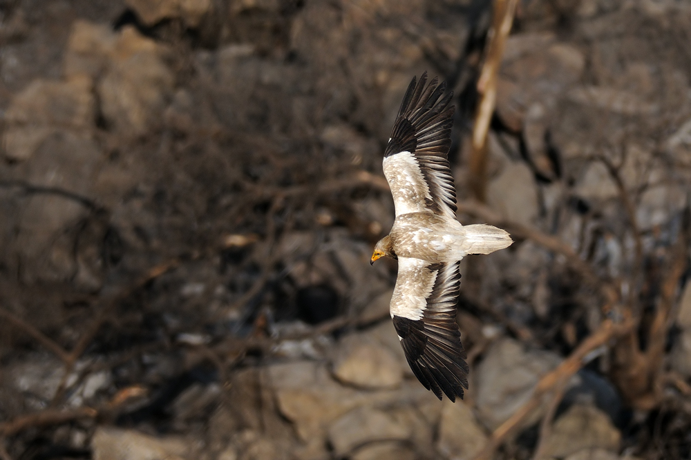 <h5>Egyptian Vulture - רחם מדברי - <i>Neophron percnopterus<i></h5>