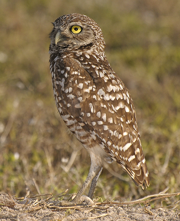 BURROWING OWL