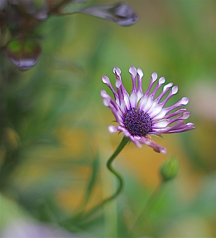 Osteospermum