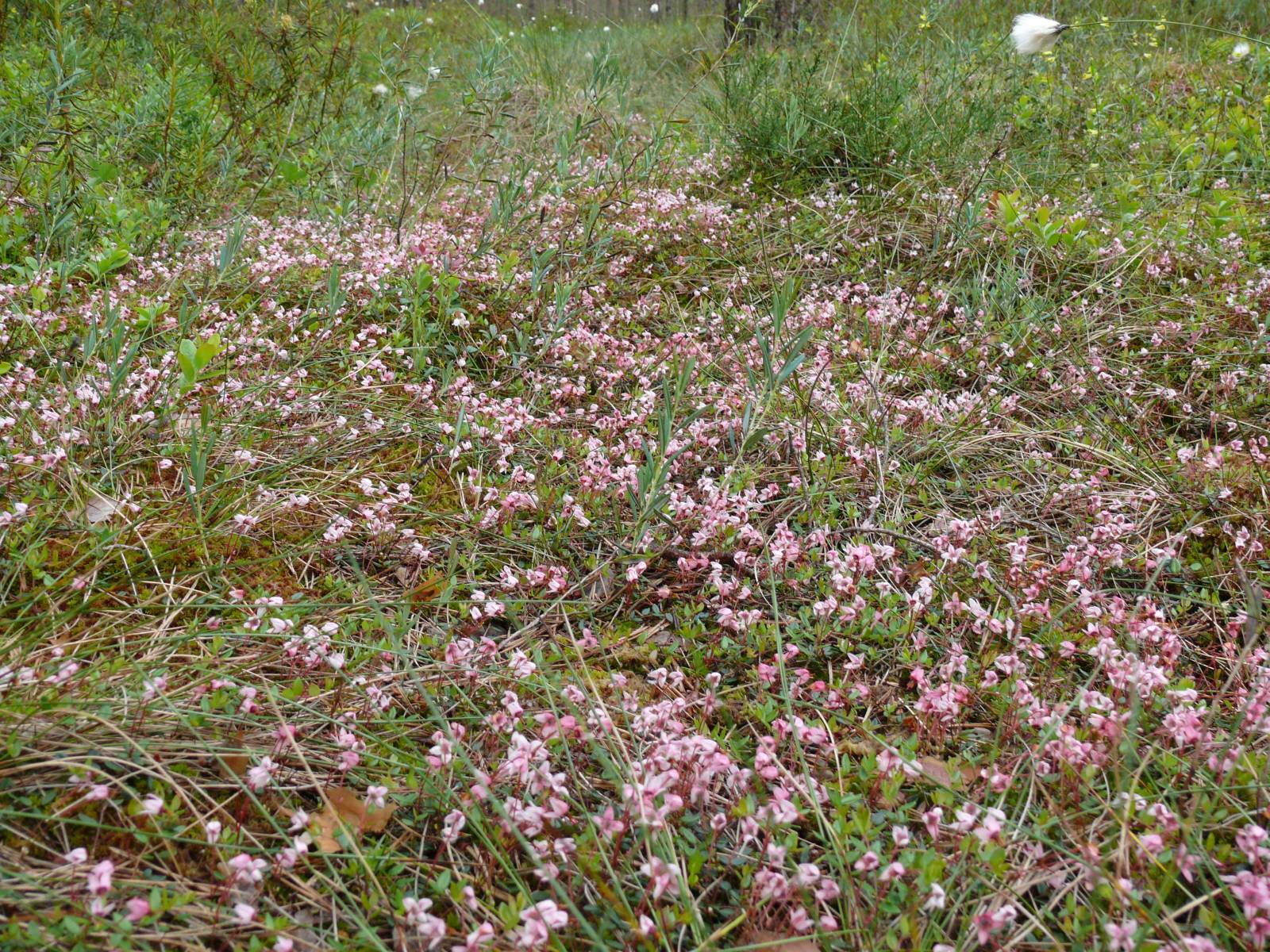 Blooming cranberries in Kemeri bog