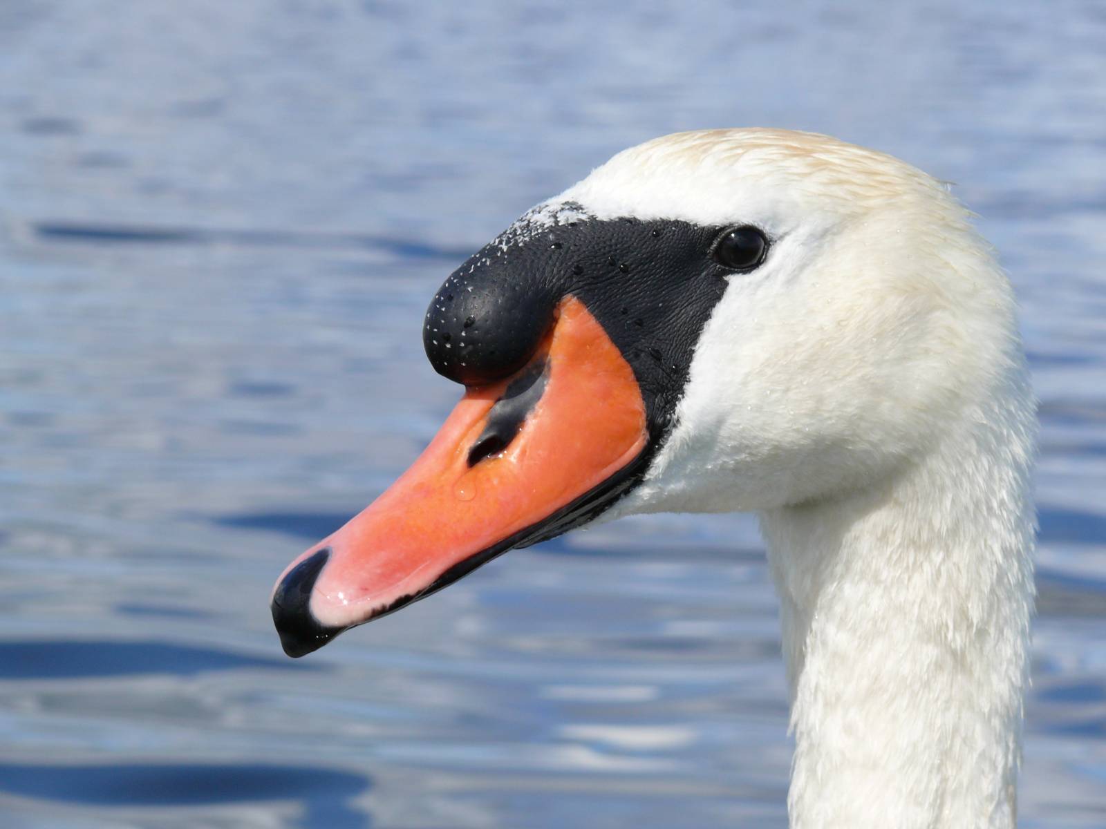 An aggressive mute swan in Kanieris lake