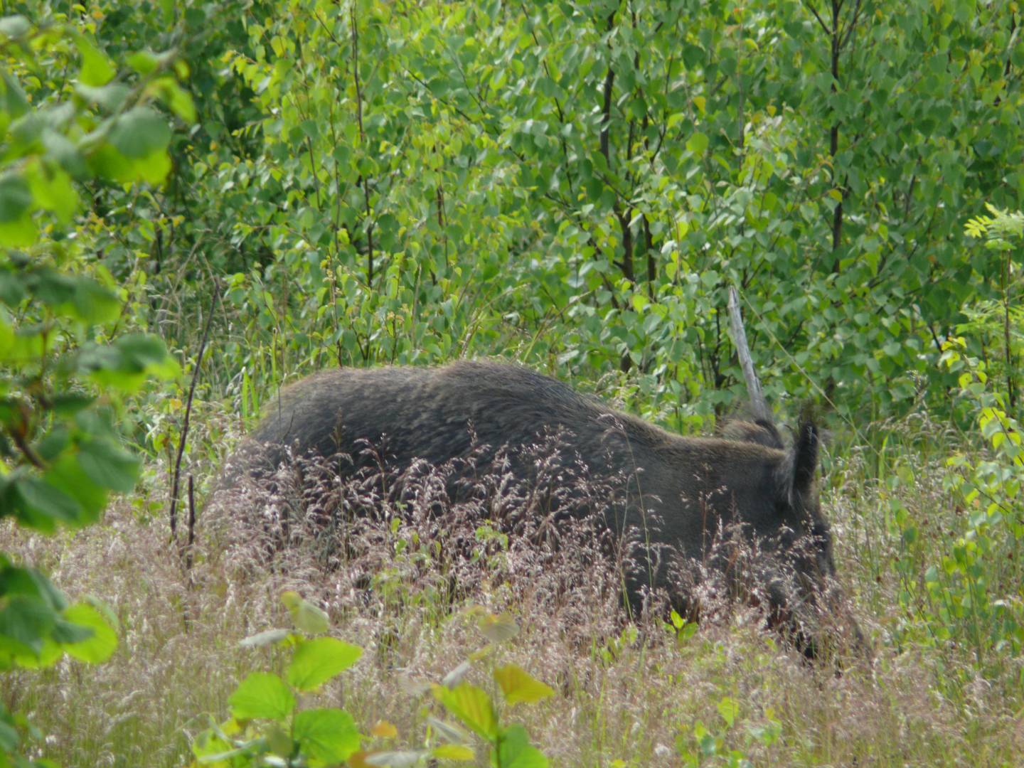 Wild boar (Sus scrofa) in Slitere National Park