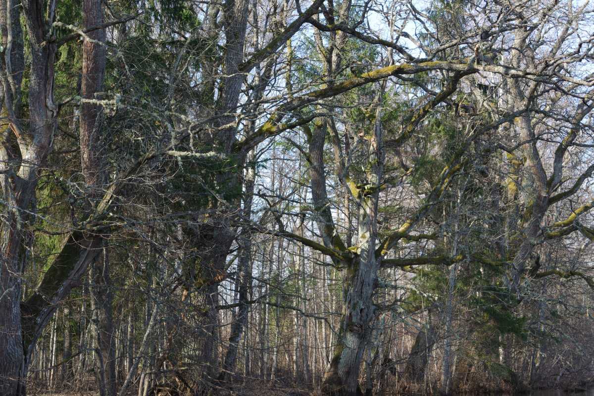 Pededze oaks