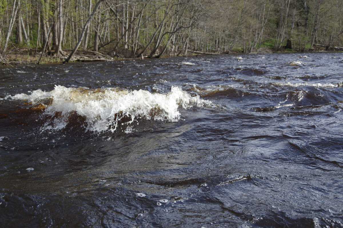 Salaca